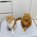 댕댕이와냥이 | [디팡 서포터즈] 냥이도 댕댕이도 시원하게! 디팡 쿨매트 직접 써봤어요 🥶❄️