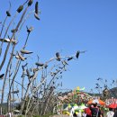 25년 10월 8일 철원군 고석정꽃밭 + 유람선 2-2 ^^ 이미지