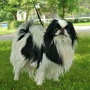 신라시대의 소형견 이미지