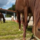 비슬 승마체험장 이미지