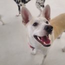 부산대형견호텔 24시 강아지유치원 목욕 대견하개 서면점 이미지