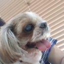 소피안주 이미지