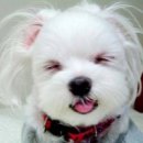 예뿐강아지 이미지