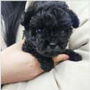 인천 강아지분양 고양이분양 미유펫 | 강아지 편안한 잠자리 만들기, 인천강아지분양 고양이분양 미유펫 인천점 팁