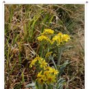 솜방망이 이미지