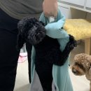 SHEE(쉬) | 반려동물 오줌 청소 쉬싹 사용 후기 (feat.내돈내산)