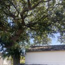 조천리금대 이미지