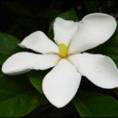 해인향기 이미지