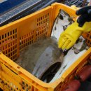 광어한마리 이미지