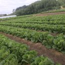 배추와 늦게 심은 오이