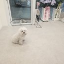 오쉬오트 이미지