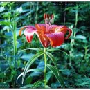 고향산천슈퍼 이미지