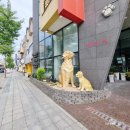 펫펏요미독강아지고양이분양애견샵 | [김해]서상동, 집 근처 병원 두고도 김해까지 다니는 이유, 2년 7개월째 찾는 김해 퍼스트 동물병원