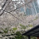피난시절의 천막학교 | [부산서구] 관광지 임시수도기념관 벚꽃명소 추천