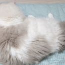 9월2일 그날의세계사 현진건 태어나다 (별책부록 :S라인잡힌 동하 운수좋은날) 이미지