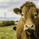 암소한마리 이미지