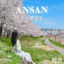 화정천서로1 | [안산 명소] 서울근교 사람 없는 벚꽃 명소 | 화정천