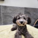 스퀘어독스 롯데남악점 이미지