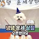 쉐이크테일 강아지 애견 유치원 호텔 미용 | [ 평택애견호텔유치원/ 쉐이크테일 ] 올해의 운세 뽑아요!🍀🧧