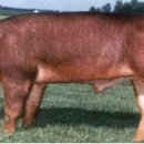 피그플러스 이미지