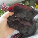 상채농장 이미지