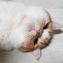 최오목