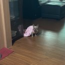 에스엠씨씨 | 10월 두 번째 주간일기 챌린지 - 그만 좀 미치세요