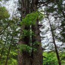 다래와 잣나무 이미지