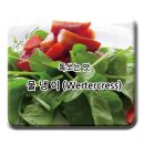 톡 쏘는 맛 물냉이(Wertercress) - 토양재배 텃밭용 물냉이 씨앗 나눔 이미지