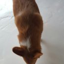 멍멍이다방 이미지