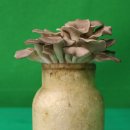 호산육종 이미지