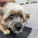 영천동물병원 이미지