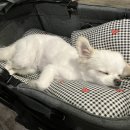 멍펜션2 이미지