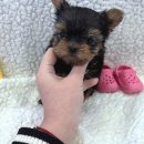 버디독 강아지분양 안심분양센터 시흥점 이미지