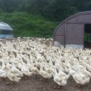 중한농장 이미지