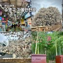 수영동 도시재생사업 | 부산 수영구 가볼만한곳 수영사적공원 매화부터 F1963 대나무 숲길까지