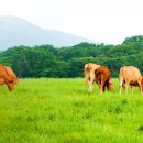 우림한우 이미지