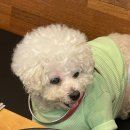 안녕, 내강아지 | 파주무한리필맛집 부모님 모시고 강아지랑 다녀온 또간집 샤브샤브 인 헤이리 내돈내산 후기