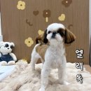 엘리 애견미용실 | 부산 용호동 애견미용 추천 프리미엄 강아지미용실 엘리독