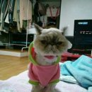 하몽