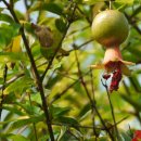 허브아일랜드식물원 이미지