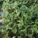 동양주공1,2단지 이미지