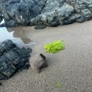 씨레스트 펜션 이미지