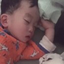 [질문글] 좋아하는 동물짤 다 꺼내보자 (본인반려동물가능) 이미지
