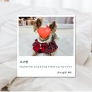 코코목욕 | 예민한강아지피부 목욕 코코별 솔직후기