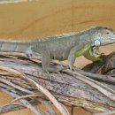 이구아나 이미지