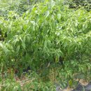 노적애뜰 이미지