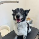 엉클독 애견유치원 이미지