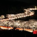 벚꽃길13 뉴시스