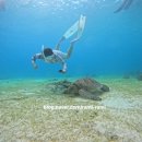 아미고스 | 부산 프리다이빙 2단계 자격증 따기 (아미고스다이브)